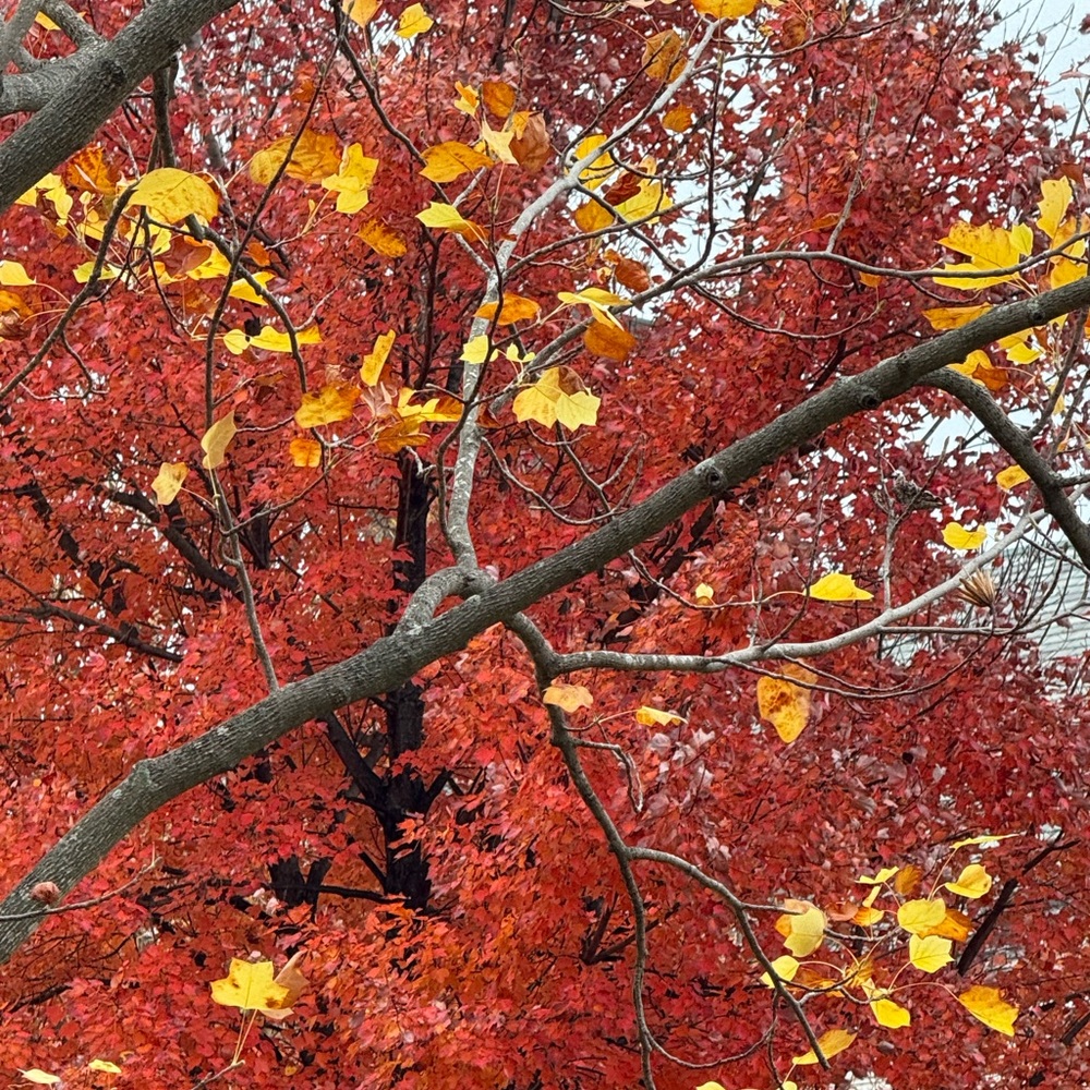 Meet your Posher, Xian